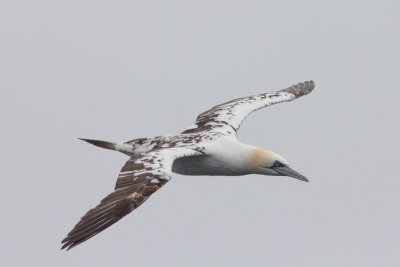 Jan van gent - Northern gannet / Roze pelikaan - Great white