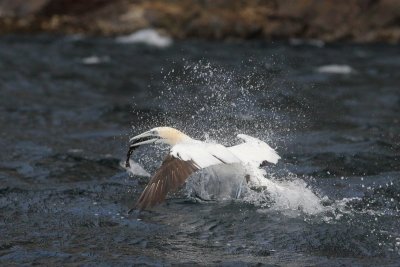 Jan van gent - Northern gannet -  Morus bassanus 