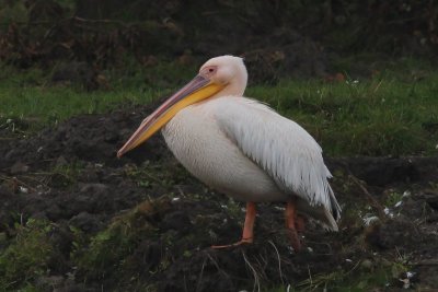 Roze - pelikaan ,great white pelican - Pelecanus onocrotalus