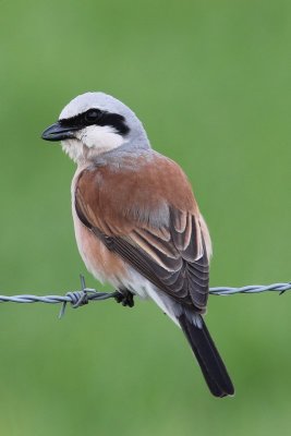 Grauwe klauwier - Red-backed shrike - lanius collurio