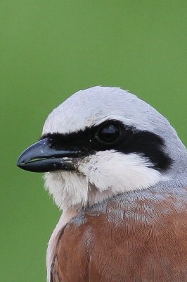 Grauwe klauwier - Red-backed shrike - lanius collurio