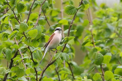 Grauwe klauwier - Red-backed shrike - lanius collurio