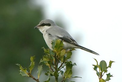 Klapekster - Great grey shrike - Lanius excubitor