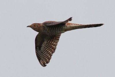 Koekoek - Cuckoo - Cuculus canorus
