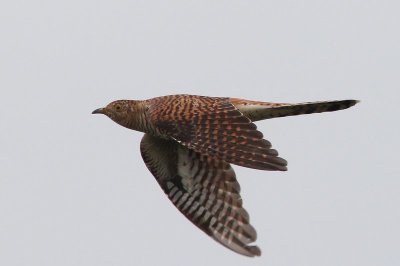 Koekoek - Cuckoo - Cuculus canorus