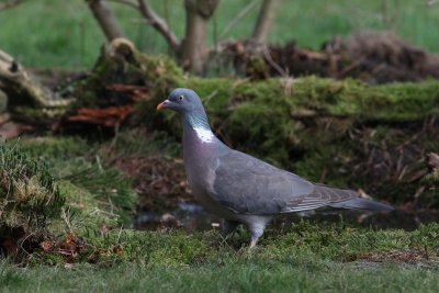 Houtduif - Common Wood Pigeon - Columba palumbus