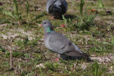 Holenduif - Stock dove - Columba oenas