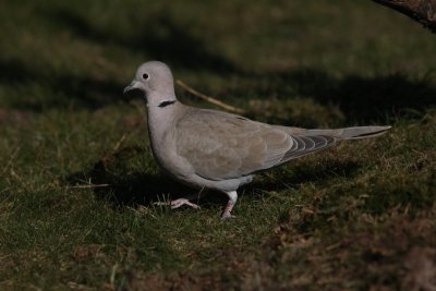 Turkse tortelduif - Collared turtle-dove - Streptopelia decaocto