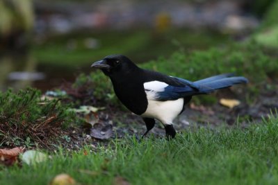 Ekster - Magpie - Pica pica