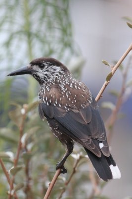 Kraaien - Crow's / spreeuw - Starling / Wielewaal - Golden oriole