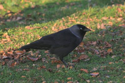 Noordse kauw - Nordic Jackdaw - Corvus monedula monedula