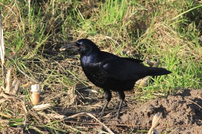 Roek - Rook - Corvus frugilegus