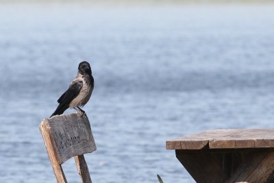 Bonte kraai - Hooded crow - Corvus cornix