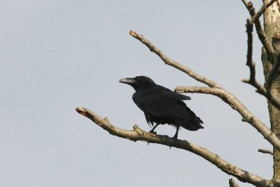 Raaf - Raven - Corvus corax