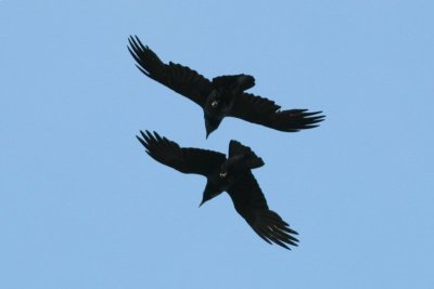 Raaf - Raven - Corvus corax