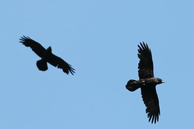 Raaf - Raven - Corvus corax