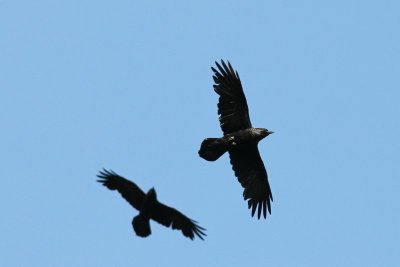 Raaf - Raven - Corvus corax