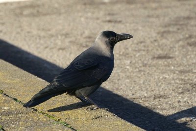 Huiskraai - House crow - Corvus splendens