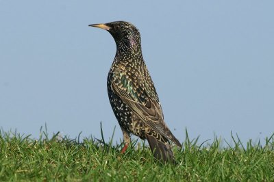Spreeuw - Starling - Sturnus vulgaris