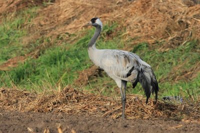 Kraanvogel - Crane - Grus grus