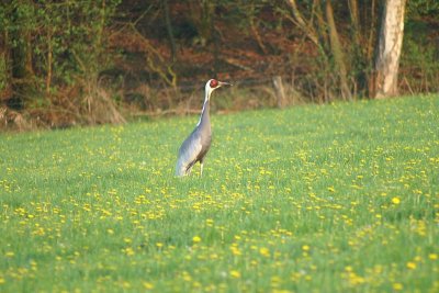 Witnekkraanvogel - white-naped crane  - Antigone vipio