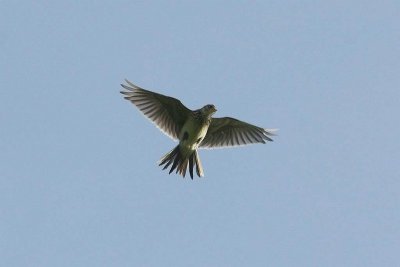 Veldleeuwerik - Skylark - Alauda arvensis