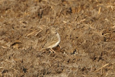 Kuifleeuwerik -  Crested lark - Galerida cristata