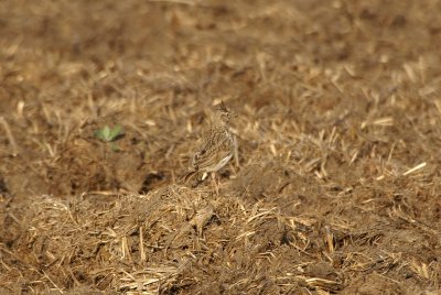 Kuifleeuwerik -  Crested lark - Galerida cristata