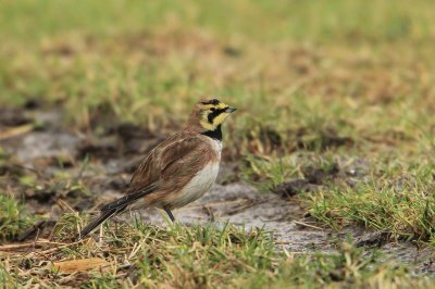 Strandleeuwerik - Shore lark - Eremophila alpestris