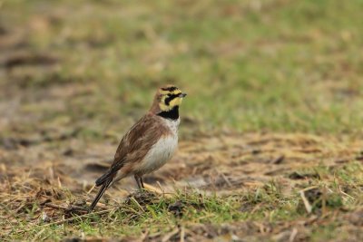 Strandleeuwerik - Shore lark - Eremophila alpestris