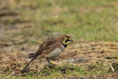Strandleeuwerik - Shore lark - Eremophila alpestris