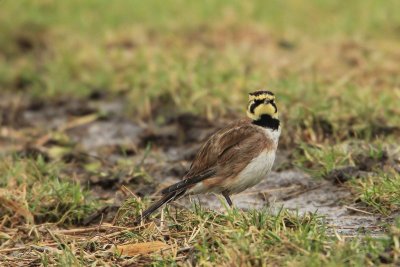 Strandleeuwerik - Shore lark - Eremophila alpestris