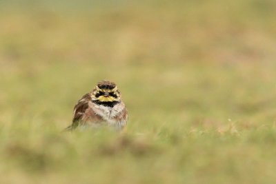 Strandleeuwerik - Shore lark - Eremophila alpestris
