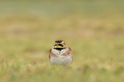 Strandleeuwerik - Shore lark - Eremophila alpestris
