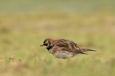 Strandleeuwerik - Shore lark - Eremophila alpestris