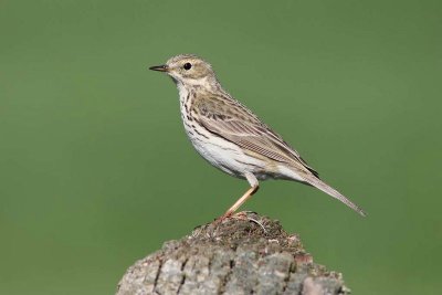 Graspieper - Meadow pipit - Anthus pratensis