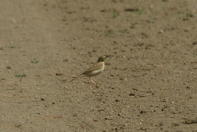 Duinpieper - Twany pipit - Anthus campestris