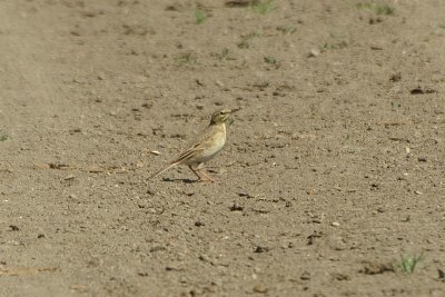 Duinpieper - Twany pipit - Anthus campestris