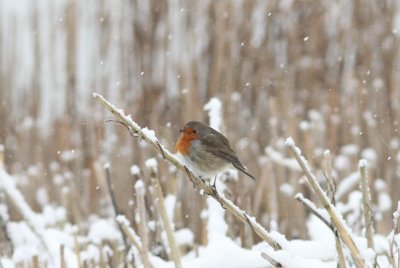 Roodborst - Robin - Erithacus rubecula