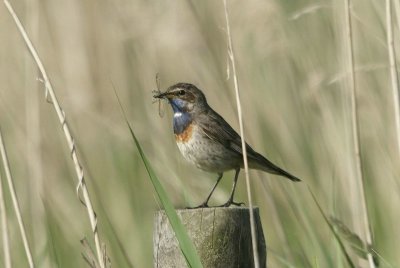 Blauwborst - Bluethroat -  Luscinia svecica