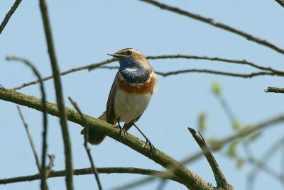 Blauwborst - Bluethroat -  Luscinia svecica