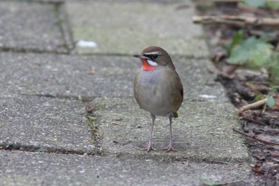 Roodkeelnachtegaal - Siberian rubythroat - Luscinia calliope