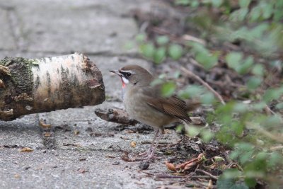 Roodkeelnachtegaal - Siberian rubythroat - Luscinia calliope