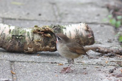 Roodkeelnachtegaal - Siberian rubythroat - Luscinia calliope