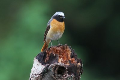 Gekraagde roodstaart - Redstart - Phoenicurus phoenicurus