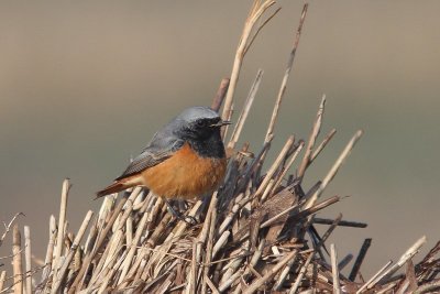 Oosterse zwarte roodstaart - Phoenicurus ochruros phoenicuroides