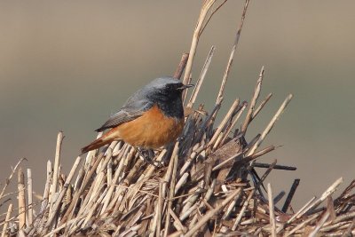 Oosterse zwarte roodstaart - Phoenicurus ochruros phoenicuroides
