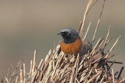 Oosterse zwarte roodstaart - Phoenicurus ochruros phoenicuroides
