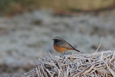 Oosterse zwarte roodstaart - Phoenicurus ochruros phoenicuroides
