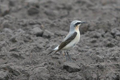 Tapuit - Wheatear - Oenanthe oenanthe